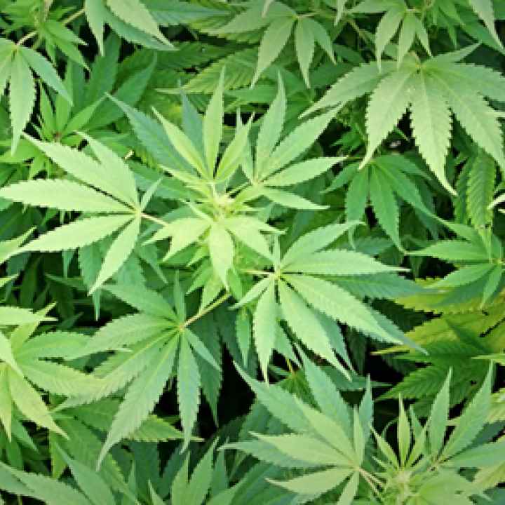 Arizona Medical Marijuana Act 